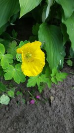 Mohn-gold.jpg