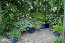 Hostaparade    2423.webp