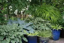 Hostaparade    2523.webp