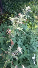 Kugeldistel1.webp