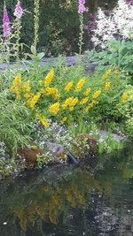Teich1.jpg