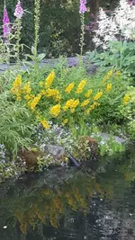 Teich1.webp