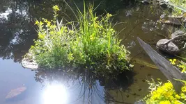 Teich2.webp
