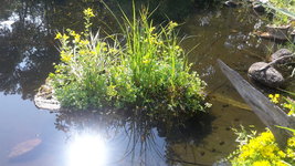 Teich2.jpg