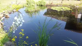 Teich4.webp