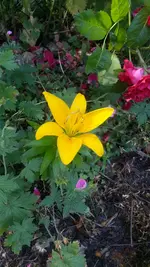 Lilie.webp