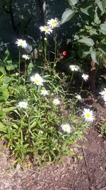 Margeriten.webp