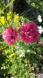 Mohn.webp
