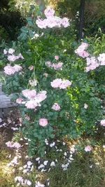 Rose nach Regen.webp