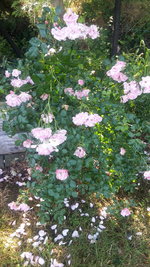 Rose nach Regen.jpg