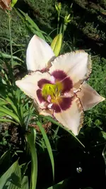 Taglilie.webp