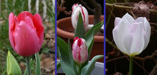 Hortus2016.jpg