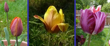 Hortus2017.jpg
