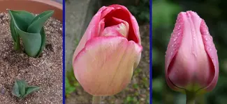 TuMelva1.webp