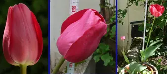 TuMelva2.webp