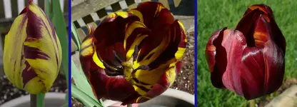 TuAbs3.webp