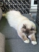 IMG_9217.jpeg