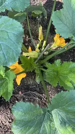 IMG_6305.jpeg