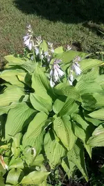 Hosta.webp