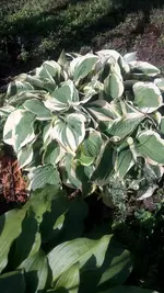 Hostas1.webp