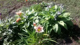 Hostas2.webp