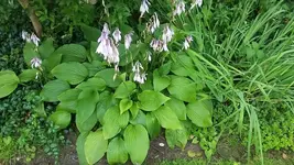 hosta.webp