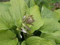 hosta1.webp