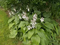 hosta2.webp