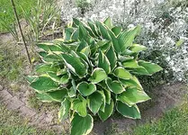Hosta3.webp