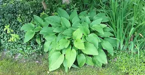 Hosta4.webp