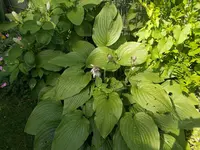 Hosta5.webp