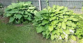 Hosta6.webp