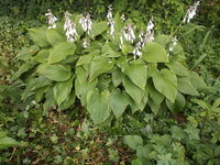 Hosta7.JPG