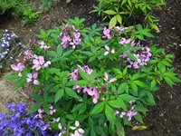 IMG_20230624_132131.webp