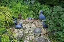 Juni     6223.webp