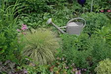 Juni     6323.webp