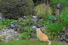 Juni     6823.webp