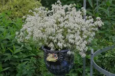 Juni     7123.webp