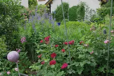 Juni     7223.webp