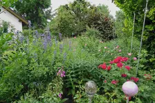 Juni     7423.webp