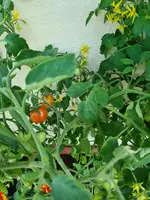 20230625_105127.webp