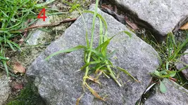 4a.webp