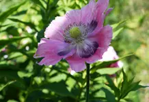 P1400531.webp
