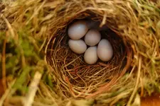 Rotschwänzchen-00002.webp