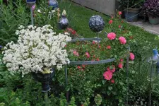 Juni     7823.webp
