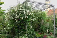 Juni     8323.webp