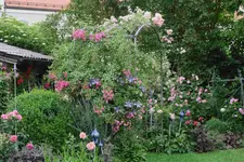 Juni     8823.webp