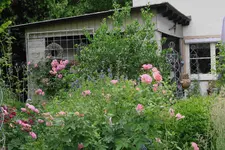 Juni     9023.webp