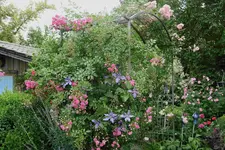 Juni     9123.webp