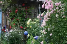 Juni     9323.webp
